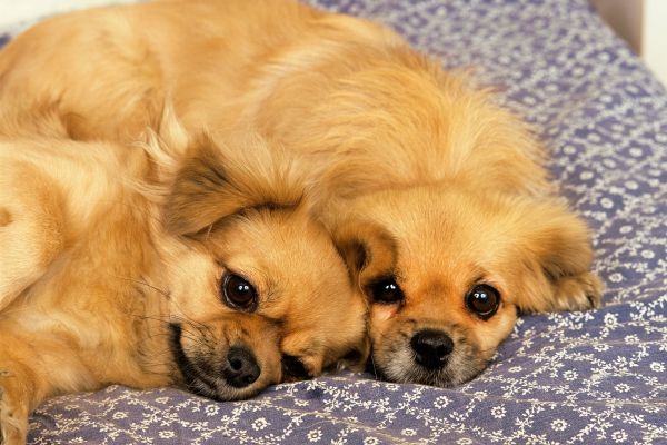 Tibetan Spaniel dog breed Bow Wow Meow Pet Insurance