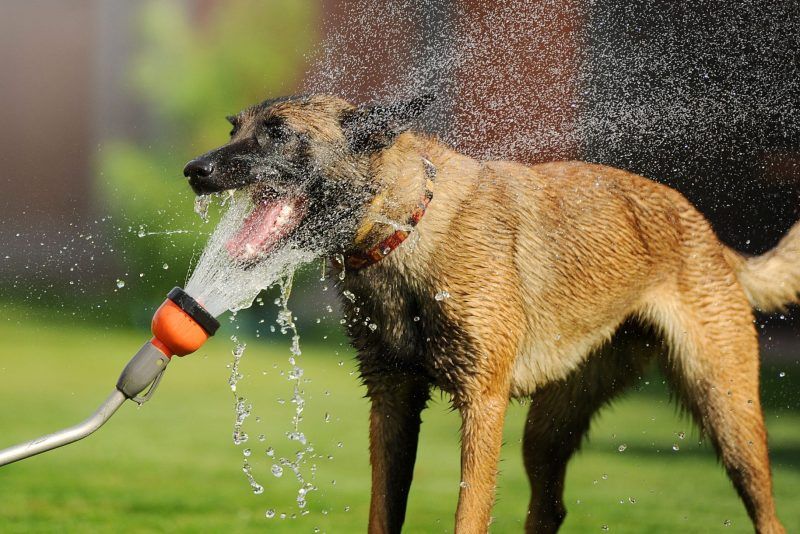 Malinois dog being cooled with hose on a hot summer day