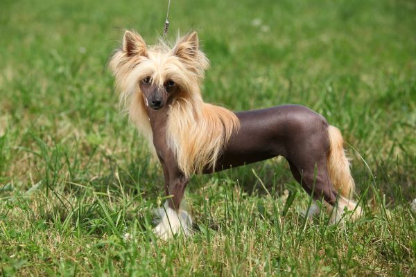 Chinese Crested Dog breed Bow Wow Meow Pet Insurance