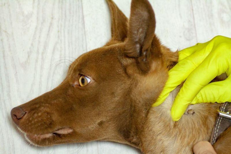 The vet doctor removes a Ixodes tick from a dog that has been bitten into the neck
