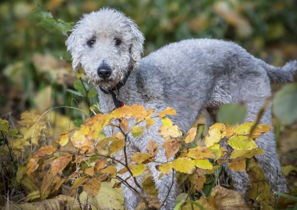 Bedlington Terrier dog standing outside in the plants