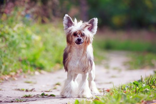 Chinese crested dog breed Bow Wow Meow Pet Insurance