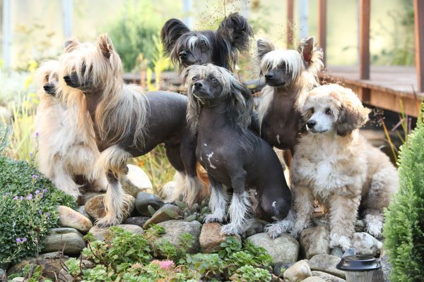 Chinese Crested Dog breed Bow Wow Meow Pet Insurance