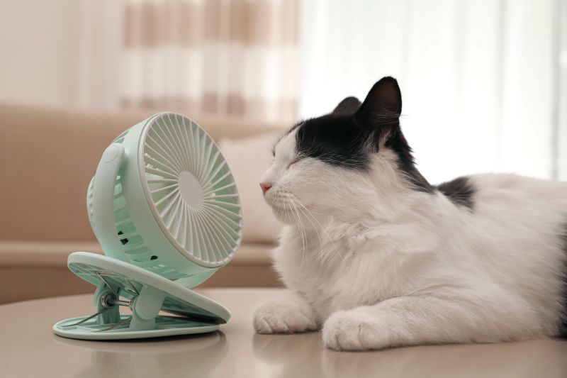 Cat resting indoors beside a fan on a hot summer day