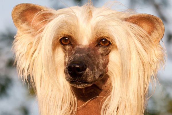 Portrait of nice chinese crested dog's face close up