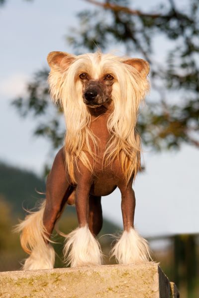 Chinese crested dog breed Bow Wow Meow Pet Insurance