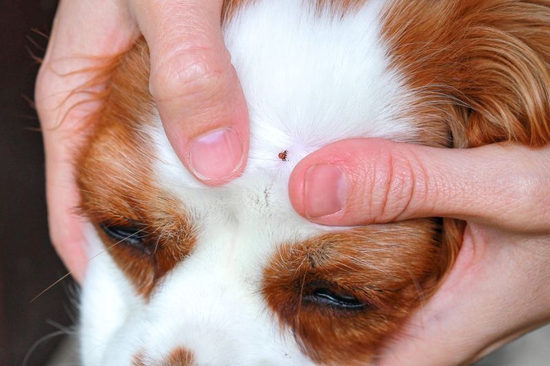 Owner checking a dog's head and neck for paralysis ticks