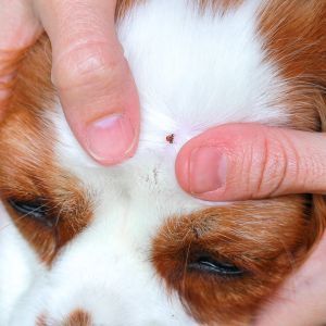 Owner checking a dog's head and neck for paralysis ticks