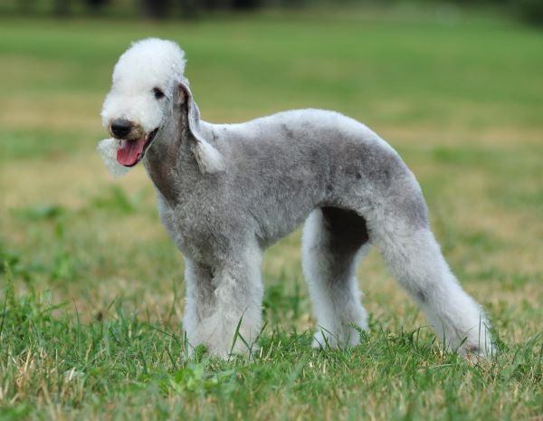 Bedlington Terrier dog portrait