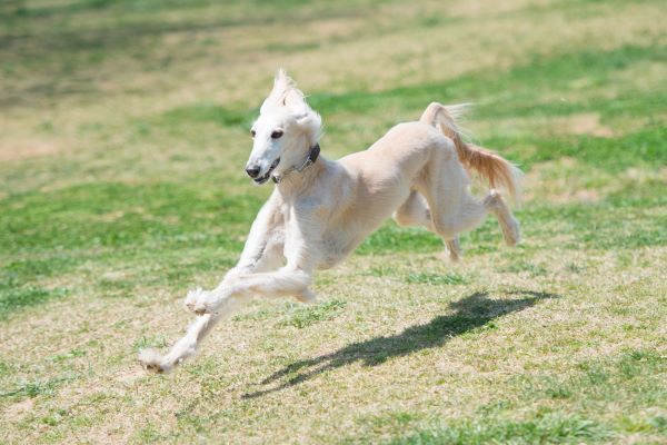 Saluki Dog breed Bow Wow Meow Pet Insurance