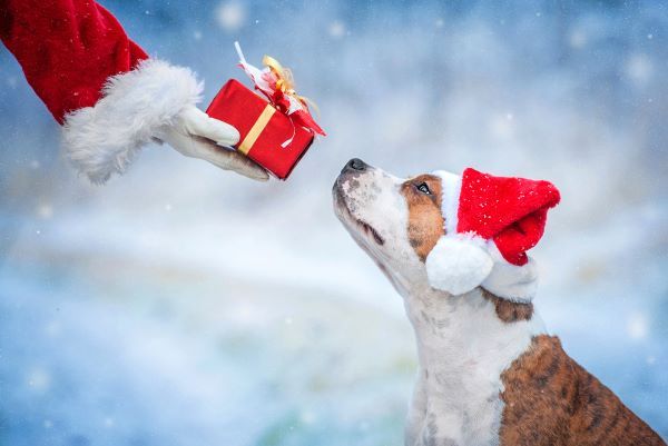 Best Christmas gifts for dogs and puppies Bow Wow Meow Pet Insurance