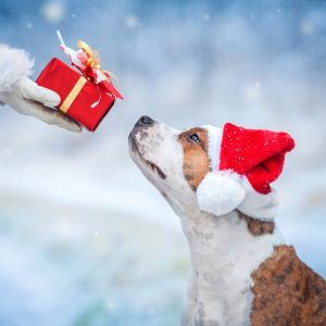 Best Christmas gifts for dogs and puppies Bow Wow Meow Pet Insurance