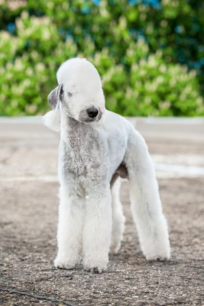 Bedlington Terrier dog breed Bow Wow Meow Pet Insurance