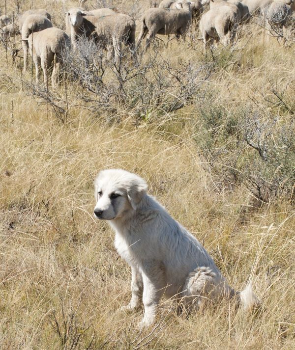 Great Pyrenees dog breed Bow Wow Meow Pet Insurance