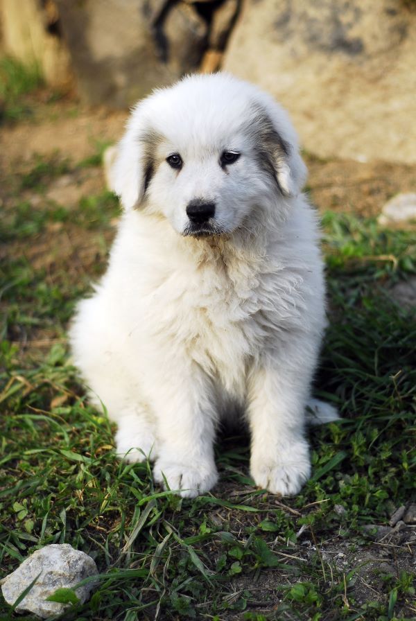 Great Pyrenees dog breed Bow Wow Meow Pet Insurance