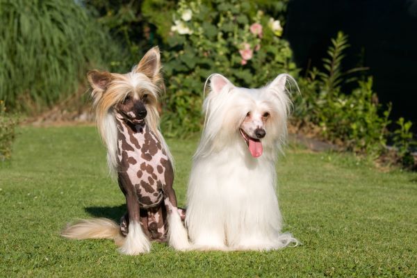 Chinese Crested dog breed Bow Wow Meow Pet Insurance