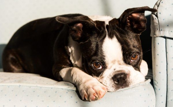 A Boston Terrier puppy lies on a chair