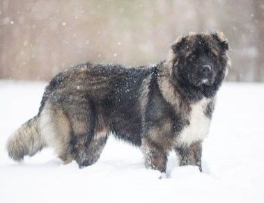 Caucasian shepherd dog breed Bow Wow Meow Pet Insurance