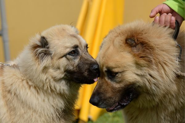 Caucasian shepherd dog breed Bow Wow Meow Pet Insurance