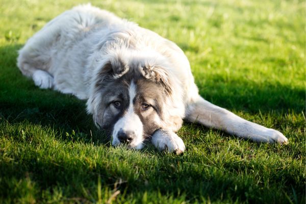 Caucasian shepherd dog breed Bow Wow Meow Pet Insurance