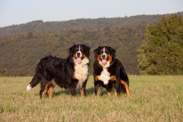 Two Bernese mountain dogs stand together outdoors posing for the camera