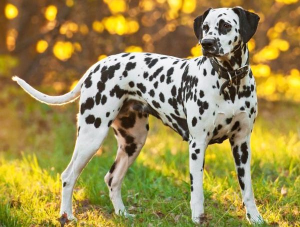 Dalmatian dog stands outdoors in the dappled sunlight