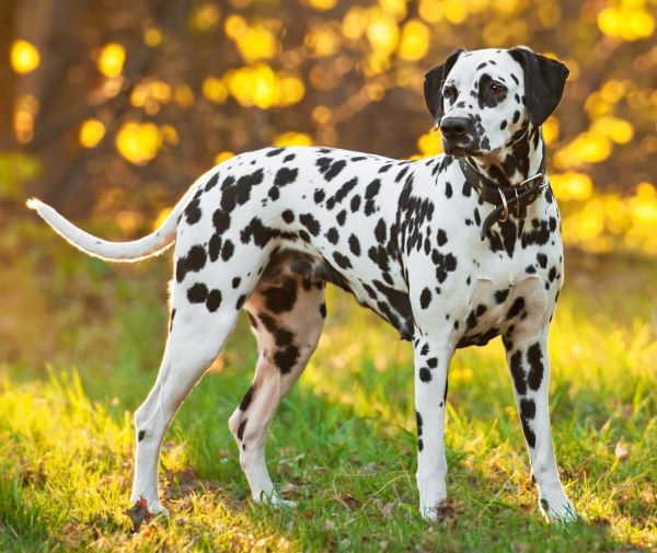 Dalmatian dog breed Bow Wow Meow Pet Insurance