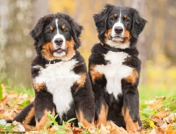 Two Bernese mountain dogs sitting side-by-side