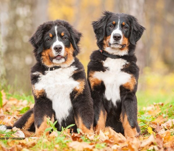 Bernese mountain dog breed Bow Wow Meow Pet Insurance