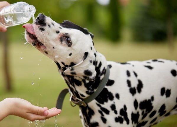Dalmatian dog drinks water from a plastic bottle to keep hydrated while out walking