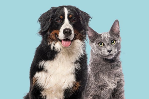 Happy Bernese mountain dog and grey Nebelung cat