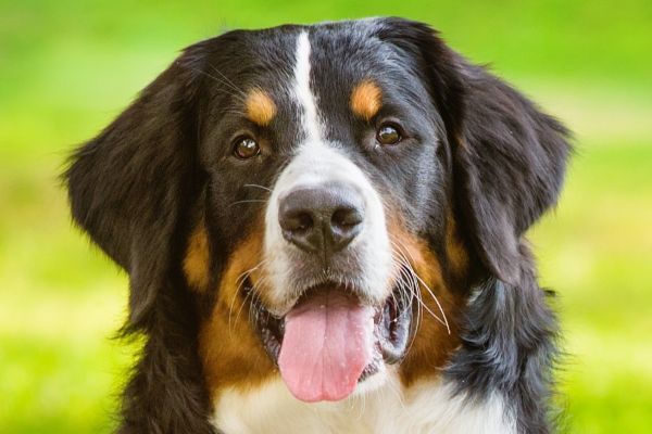 Bernese Mountain Dog close up of face