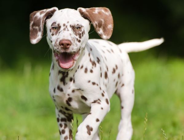 Dalmatian puppy running outside