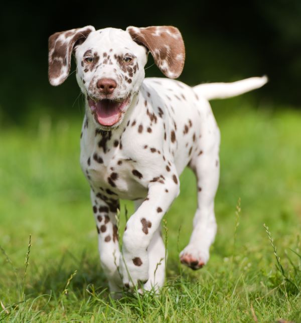 Dalmatian dog breed Bow Wow Meow Pet Insurance