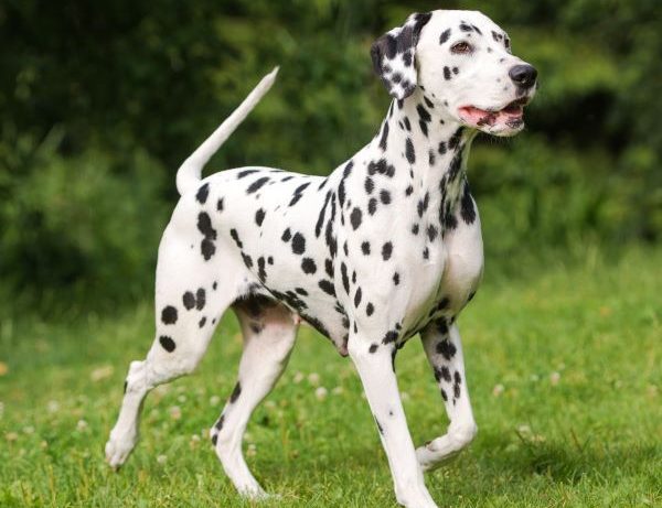 Dalmatian dog breed Bow Wow Meow Pet Insurance