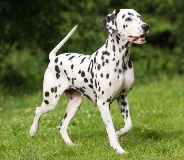 Dalmatian dog breed Bow Wow Meow Pet Insurance