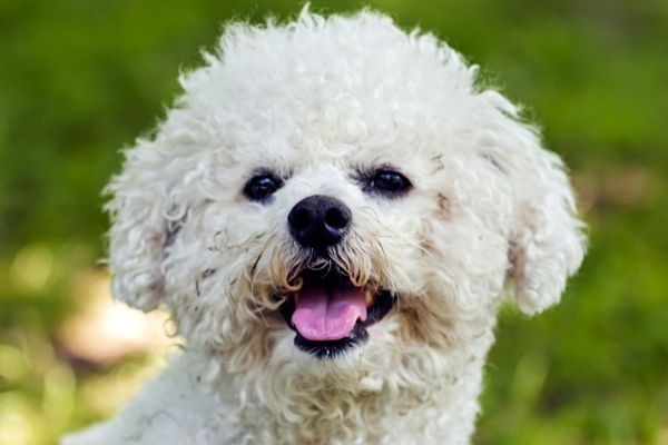 cute small bichon sitting in grass in the park