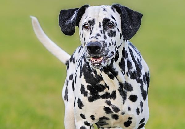 Dalmatian dog stands outdoors on grass