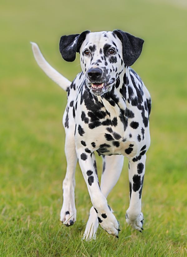 Dalmatian dog breed Bow Wow Meow Pet Insurance