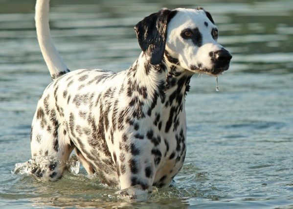 Dalmatian dog standing in the water