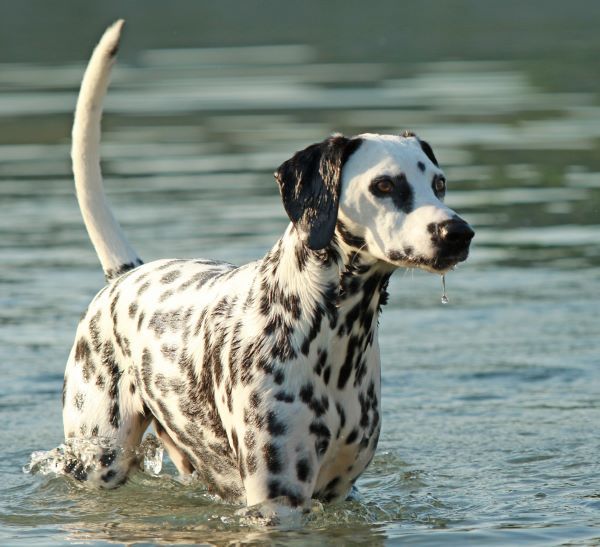 Dalmatian dog breed Bow Wow Meow Pet Insurance