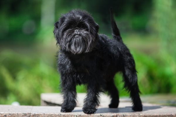 Affenpinscher dog breed Bow Wow Meow Pet Insurance