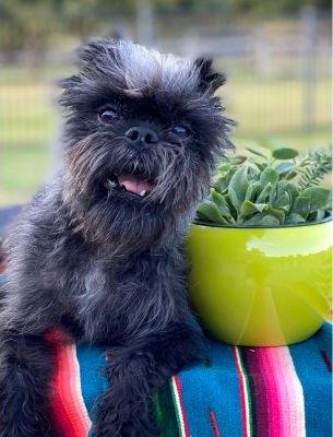 Affenpinscher dog breed Bow Wow Meow Pet Insurance