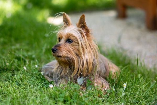 Australian Silky Terrier dog breed Bow Wow Meow Pet Insurance