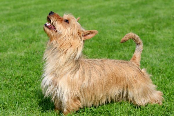 Australian Silky Terrier dog breed Bow Wow Meow Pet Insurance