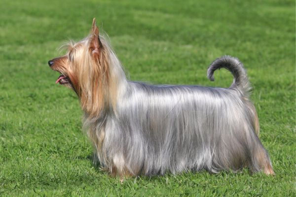 Australian Silky Terrier dog breed Bow Wow Meow Pet Insurance