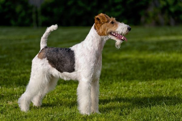 Wire haired fox terrier dog breed Bow Wow Meow Pet Insurance