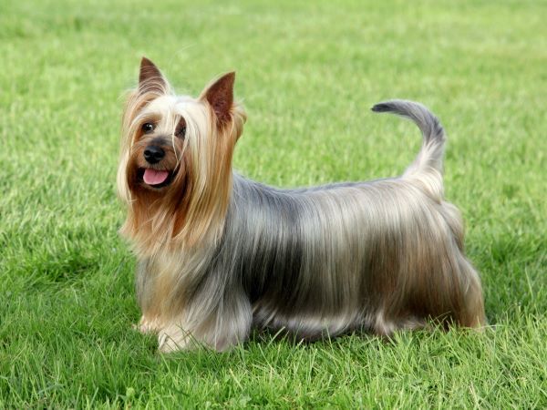 Australian Silky Terrier dog breed Bow Wow Meow Pet Insurance