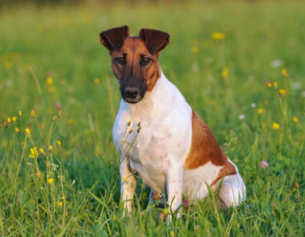 Fox Terrier dog breed Bow Wow Meow Pet Insurance