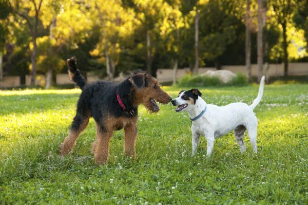 Wire haired fox terrier dog breed Bow Wow Meow Pet Insurance